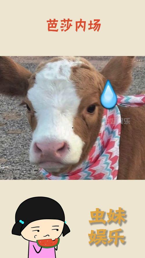 抖音娱乐吃瓜的配音